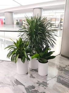 解锁宁波镇海盆景租摆，畅享自然清新的空间亡